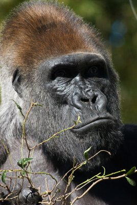 silverback gorilla 3.jpg