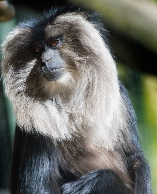 hairy monkey.jpg