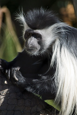 skunky monkey.jpg