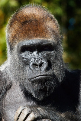silverback gorilla 2.jpg