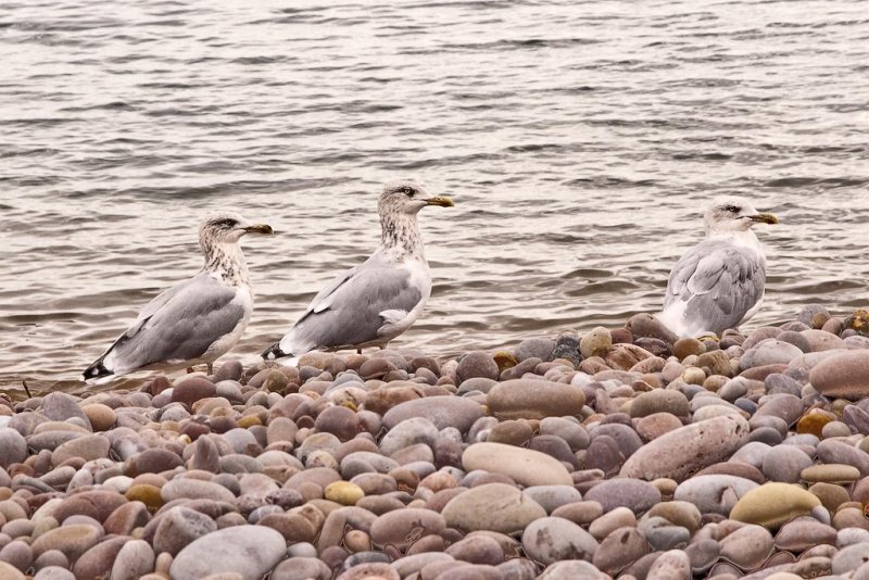 Gulls