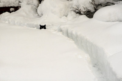 Jasper in the  Snow