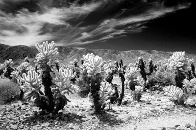 Cholla47.0.jpg