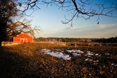 Little Bay Bison Farm