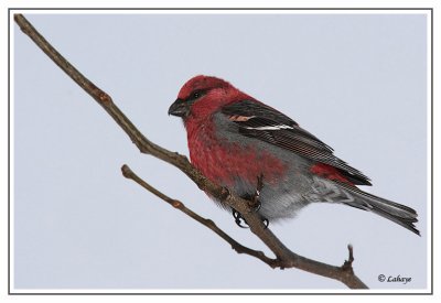 Durbec des sapins  - Pine Grosbeak - mle