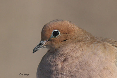 Tourterelle triste - Mourning Dove