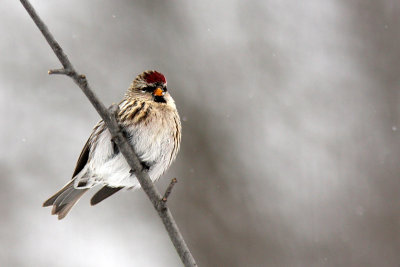 Sizerin flamm - Common Redpoll