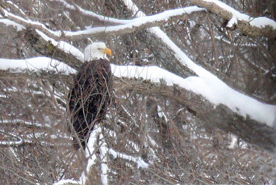 Pygargue  tte blanche - Bald Eagle