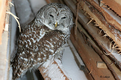 Chouette raye - Barred Owl