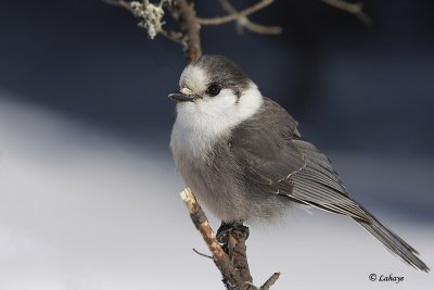 Msangeai du Canada - Grey Jay