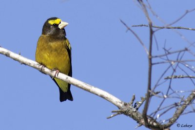 Gros-bec errant - Evening Grosbeak - male