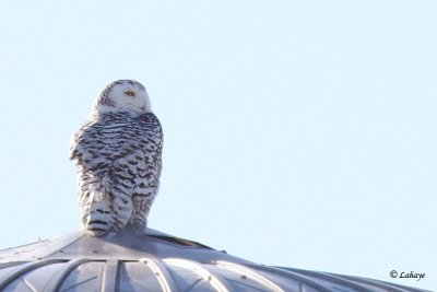 Harfang des neiges - Snowy Owl