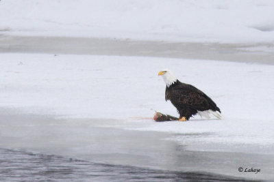 Pygargue  tte blanche - Bald Eagle