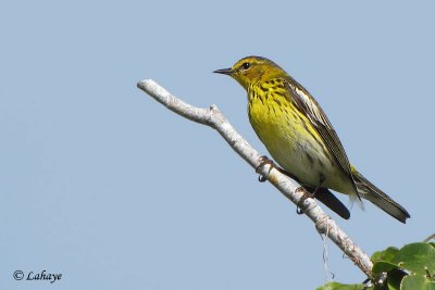 Paruline tigre - Cape May Warbler