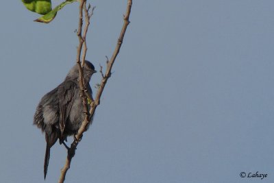 Moqueur chat - Grey Catbird