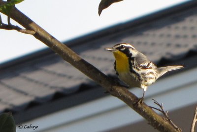 Paruline  gorge jaune - Yellow-throated Warbler