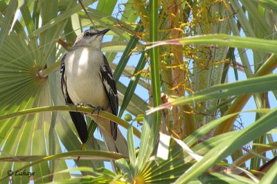 Moqueur polyglotte - Northern Mockingbird