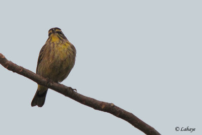 Paruline tigre - Cape May Warbler