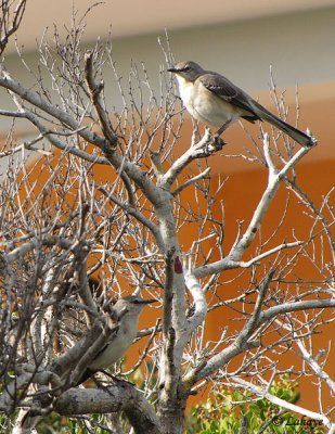 Moqueurs polyglottes - Northern Mockingbird