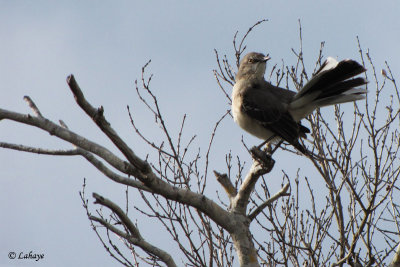 Moqueur polyglotte - Northern Mockingbird