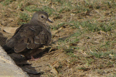 Colombe  queue noire - Common Ground-Dove