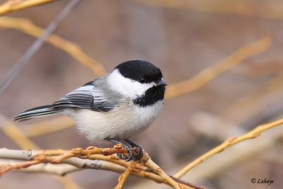 Mésange à tête noire - Black-capped Chickadee