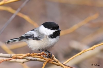 Msange  tte noire - Black-capped Chickadee