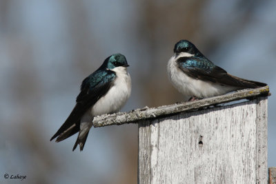 Hirondelles bicolores - Tree Swallow