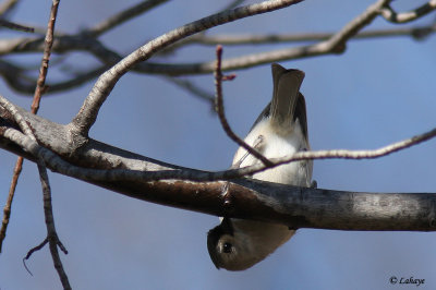 Msange bicolore - Tufted Titmouse