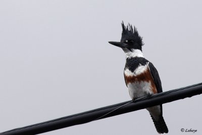 Martin-pcheur d'Amrique - Belted Kingfisher - fem.