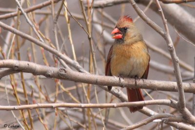 Cardinal rouge femelle - Northern Cardinal - fem.