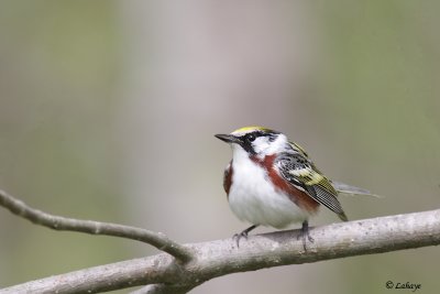 Paruline  flancs marrons - Chestnut-sided Warbler