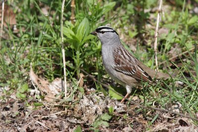 Bruant  couronne blanche - White-crowned Sparrow