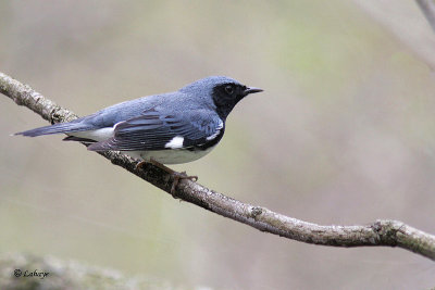 Paruline bleu - Black-throated Blue Warbler