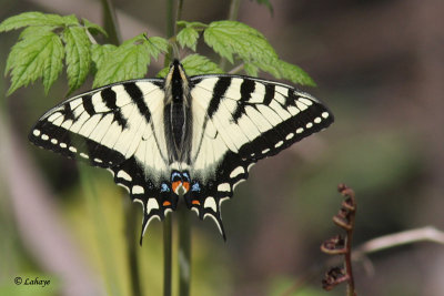 Papillon tigr du Canada          (Papilio canadensis)