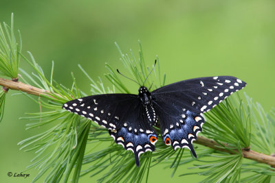 Papillon du cleri (Papilio Polyxenes astenius)