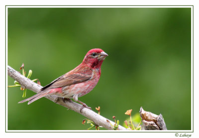 Roselin pourpr - Purple Finch - male