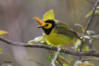 Paruline  capuchon - Hooded Warbler