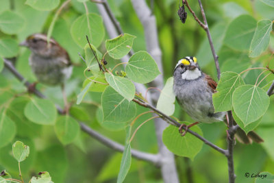 Bruants  gorge blanche - White-throated Sparrow