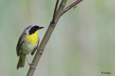 Paruline masque - Common Yellowthroat