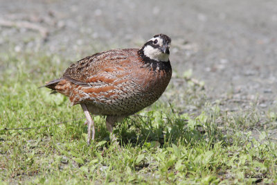 Colin de Virginie - Northern Bobwhite