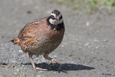 Colin de Virginie - Northern Bobwhite