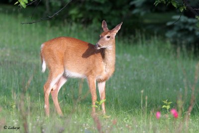 Cerf de Virginie