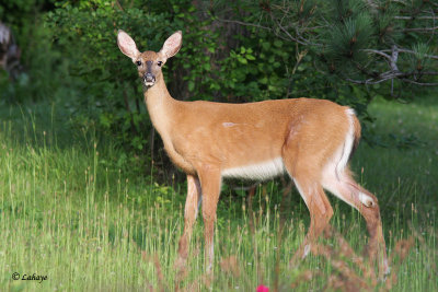 Cerf de Virginie