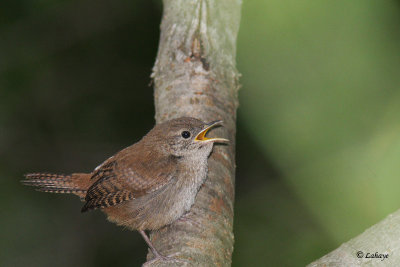 Troglodyte familier - House Wren - juv.