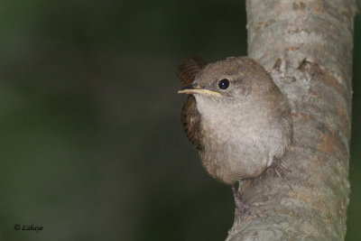 Troglodyte familier - House Wren - juv.