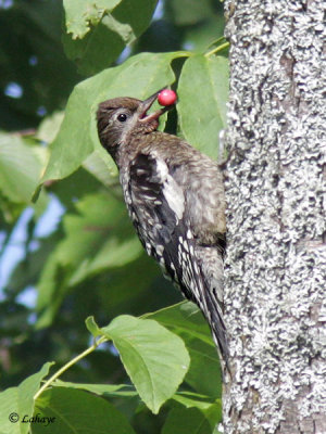 Pic macul  - Yellow-bellied Sapsucker - juv.