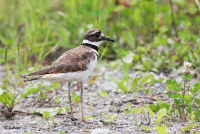 Pluvier kildir - Killdeer