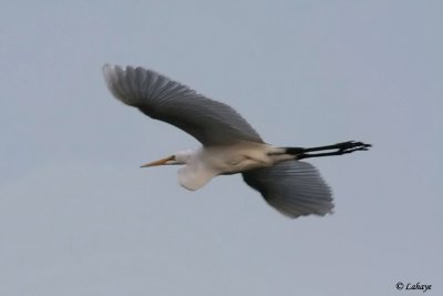 Grande aigrette - Great Egret