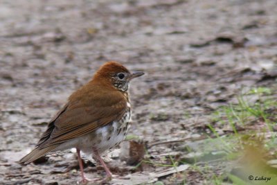 Grive des bois - Wood Thrush